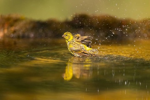 European serin (Serinus serinus) female bathing in a water pool, Pinos, Solsona, Catalonia, Spain