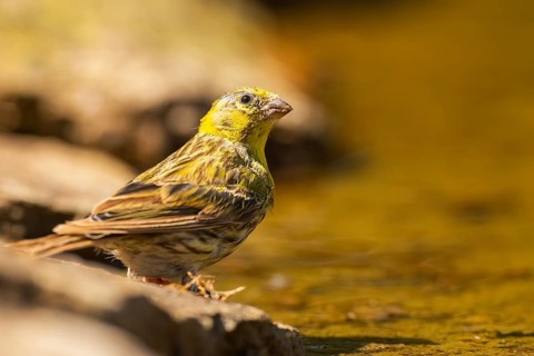 European serin (Serinus serinus) female at a water pool, Pinos, Solsona, Catalonia, Spain