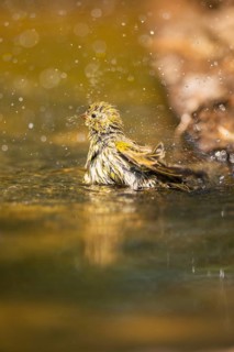 European serin (Serinus serinus) female bathing in a water pool, Pinos, Solsona, Catalonia, Spain