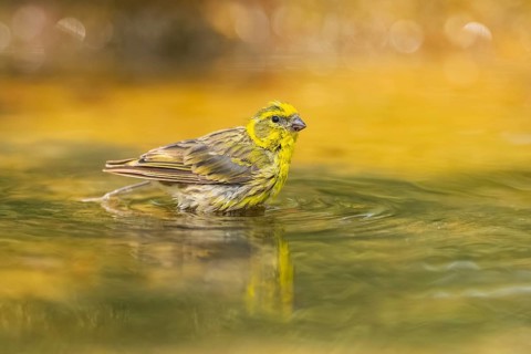 European serin (Serinus serinus) male bathing in a water pool, Pinos, Solsona, Catalonia, Spain