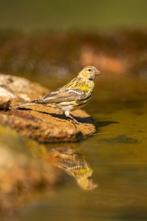European serin (Serinus serinus) female at a water pool, Pinos, Solsona, Catalonia, Spain