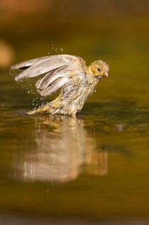 European serin (Serinus serinus) female bathing in a water pool, Pinos, Solsona, Catalonia, Spain