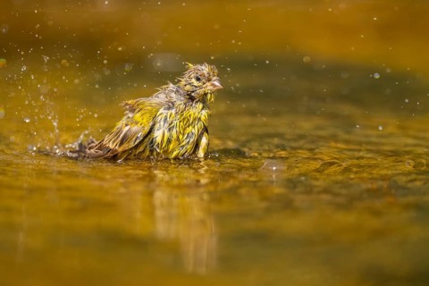 European serin (Serinus serinus) female bathing in a water pool, Pinos, Solsona, Catalonia, Spain