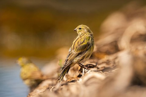 European serin (Serinus serinus) female at a water pool, Pinos, Solsona, Catalonia, Spain
