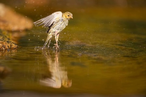 European serin (Serinus serinus) female bathing in a water pool, Pinos, Solsona, Catalonia, Spain