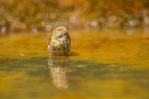 European serin (Serinus serinus) female bathing in a water pool, Pinos, Solsona, Catalonia, Spain
