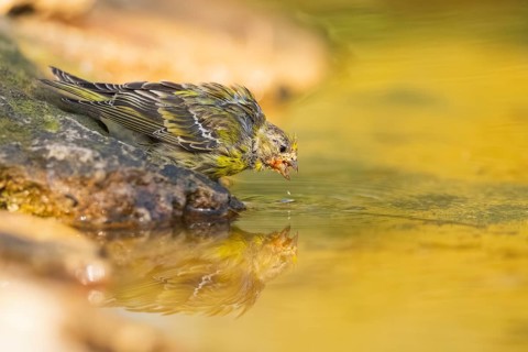 European serin (Serinus serinus) female at a water pool, Pinos, Solsona, Catalonia, Spain