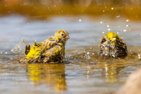 European serin (Serinus serinus) female bathing in a water pool, Pinos, Solsona, Catalonia, Spain