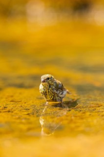 European serin (Serinus serinus) female bathing in a water pool, Pinos, Solsona, Catalonia, Spain
