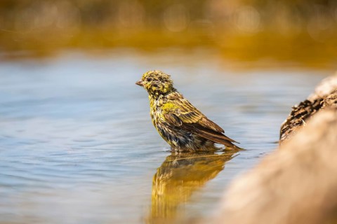European serin (Serinus serinus) female bathing in a water pool, Pinos, Solsona, Catalonia, Spain