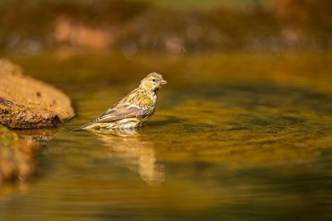 European serin (Serinus serinus) female bathing in a water pool, Pinos, Solsona, Catalonia, Spain