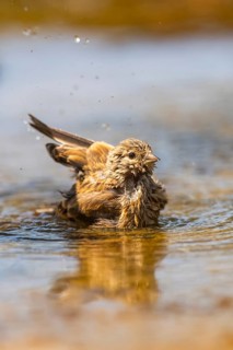 European serin (Serinus serinus) female bathing in a water pool, Pinos, Solsona, Catalonia, Spain
