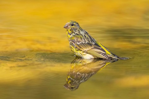 European serin (Serinus serinus) female bathing in a water pool, Pinos, Solsona, Catalonia, Spain