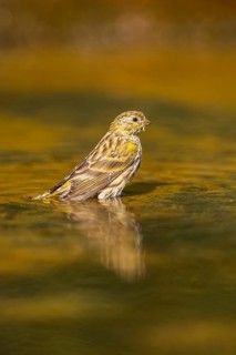 European serin (Serinus serinus) female bathing in a water pool, Pinos, Solsona, Catalonia, Spain