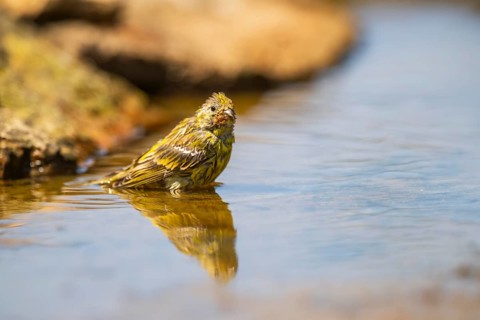 European serin (Serinus serinus) female bathing in a water pool, Pinos, Solsona, Catalonia, Spain