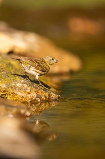 European serin (Serinus serinus) female at a water pool, Pinos, Solsona, Catalonia, Spain
