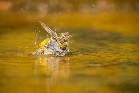 European serin (Serinus serinus) female bathing in a water pool, Pinos, Solsona, Catalonia, Spain
