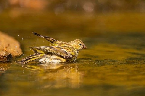 European serin (Serinus serinus) female bathing in a water pool, Pinos, Solsona, Catalonia, Spain