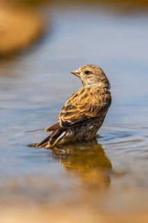 European serin (Serinus serinus) female bathing in a water pool, Pinos, Solsona, Catalonia, Spain