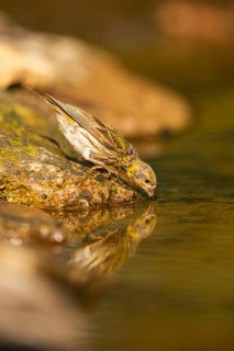 European serin (Serinus serinus) female at a water pool, Pinos, Solsona, Catalonia, Spain