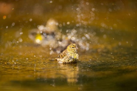 European serin (Serinus serinus) female bathing in a water pool, Pinos, Solsona, Catalonia, Spain