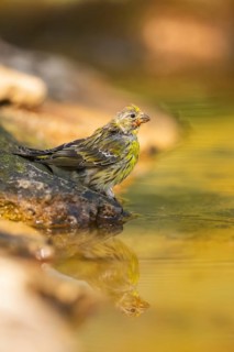 European serin (Serinus serinus) female at a water pool, Pinos, Solsona, Catalonia, Spain