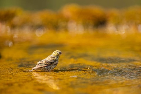 European serin (Serinus serinus) female bathing in a water pool, Pinos, Solsona, Catalonia, Spain