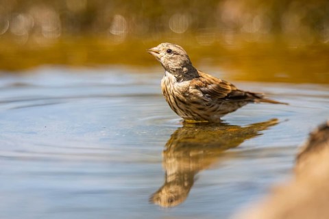 European serin (Serinus serinus) female bathing in a water pool, Pinos, Solsona, Catalonia, Spain