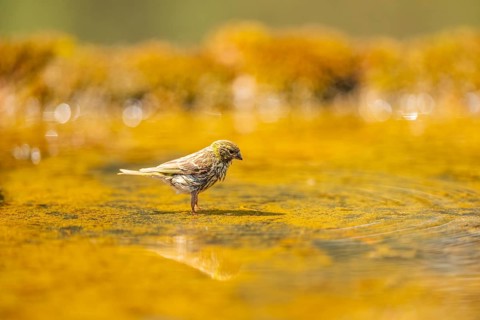 European serin (Serinus serinus) female bathing in a water pool, Pinos, Solsona, Catalonia, Spain