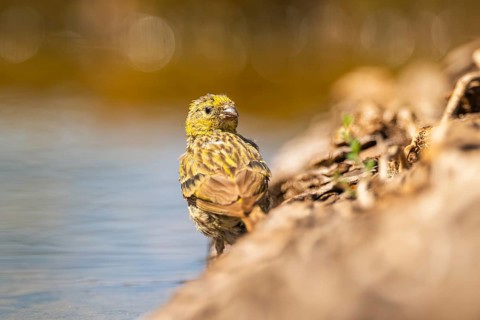 European serin (Serinus serinus) female at a water pool, Pinos, Solsona, Catalonia, Spain