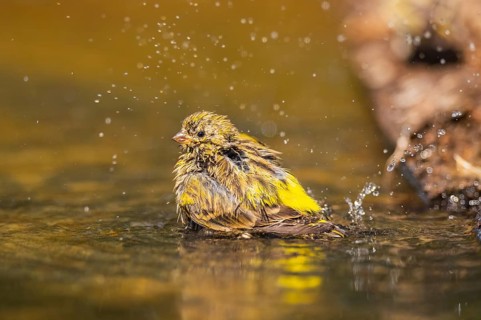 European serin (Serinus serinus) female bathing in a water pool, Pinos, Solsona, Catalonia, Spain