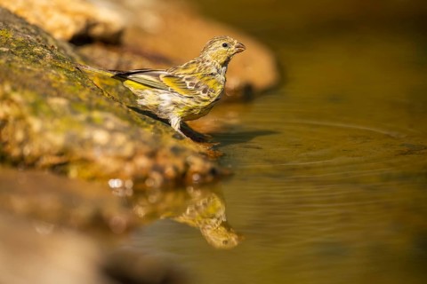 European serin (Serinus serinus) female at a water pool, Pinos, Solsona, Catalonia, Spain
