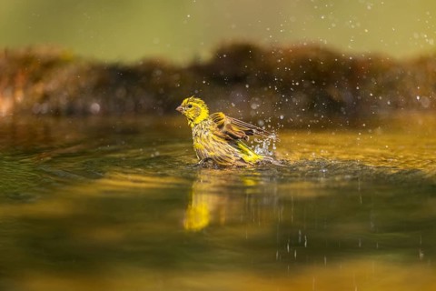 European serin (Serinus serinus) female bathing in a water pool, Pinos, Solsona, Catalonia, Spain