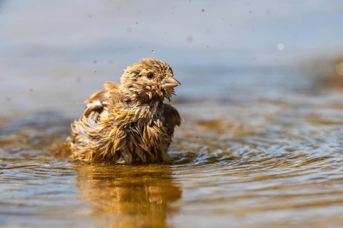 European serin (Serinus serinus) female bathing in a water pool, Pinos, Solsona, Catalonia, Spain