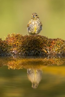 European serin (Serinus serinus) female at a water pool, Pinos, Solsona, Catalonia, Spain