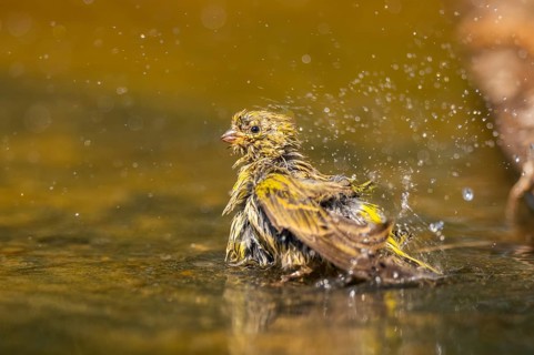 European serin (Serinus serinus) female bathing in a water pool, Pinos, Solsona, Catalonia, Spain