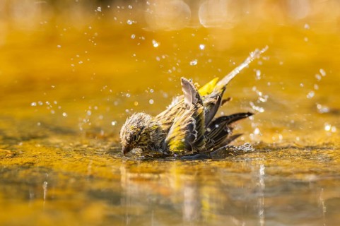 European serin (Serinus serinus) female bathing in a water pool, Pinos, Solsona, Catalonia, Spain