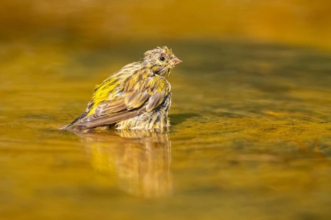 European serin (Serinus serinus) female bathing in a water pool, Pinos, Solsona, Catalonia, Spain