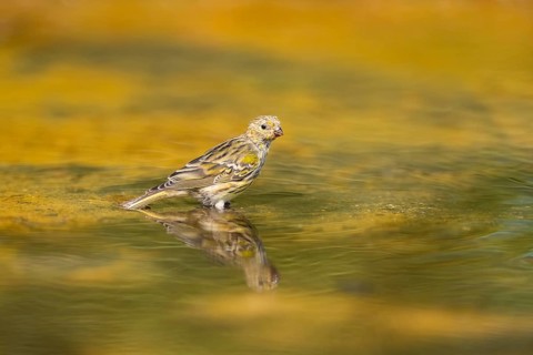 European serin (Serinus serinus) female bathing in a water pool, Pinos, Solsona, Catalonia, Spain