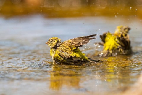 European serin (Serinus serinus) female bathing in a water pool, Pinos, Solsona, Catalonia, Spain