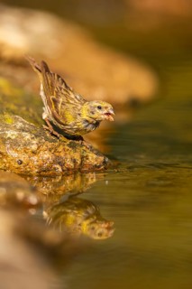 European serin (Serinus serinus) female at a water pool, Pinos, Solsona, Catalonia, Spain