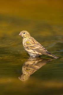 European serin (Serinus serinus) female bathing in a water pool, Pinos, Solsona, Catalonia, Spain