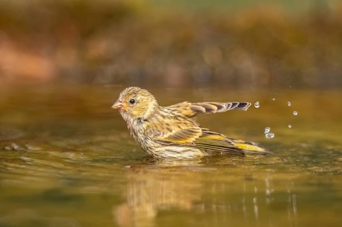 European serin (Serinus serinus) female bathing in a water pool, Pinos, Solsona, Catalonia, Spain
