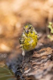 European serin (Serinus serinus) male at a water pool, Pinos, Solsona, Catalonia, Spain