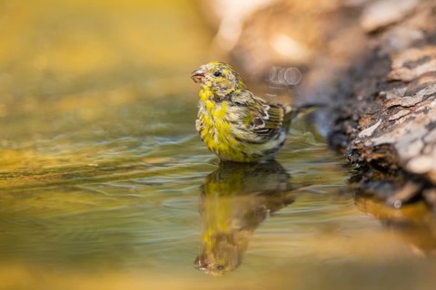 European serin (Serinus serinus) female bathing in a water pool, Pinos, Solsona, Catalonia, Spain