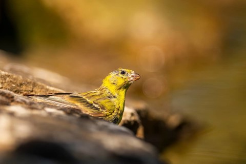 European serin (Serinus serinus) male at a water pool, Pinos, Solsona, Catalonia, Spain