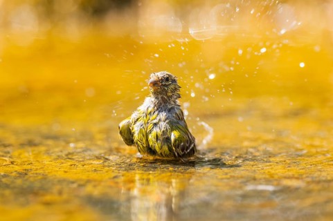European serin (Serinus serinus) female bathing in a water pool, Pinos, Solsona, Catalonia, Spain