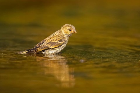 European serin (Serinus serinus) female bathing in a water pool, Pinos, Solsona, Catalonia, Spain