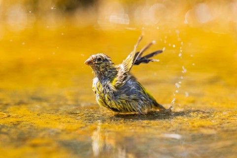 European serin (Serinus serinus) female bathing in a water pool, Pinos, Solsona, Catalonia, Spain