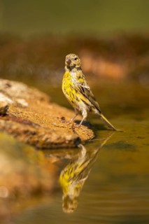 European serin (Serinus serinus) male at a water pool, Pinos, Solsona, Catalonia, Spain